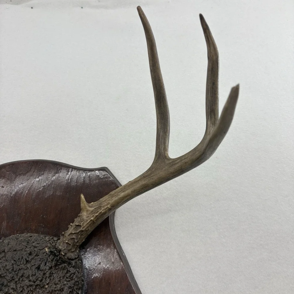 N/A rustic deer